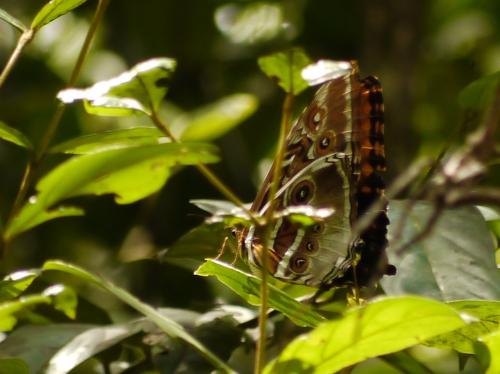Réf. 93 098 : Morpho hecuba