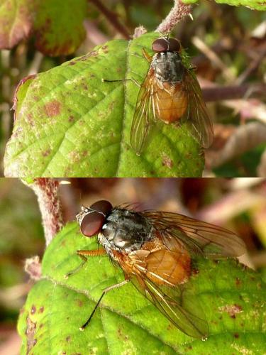 Phaonia subventa