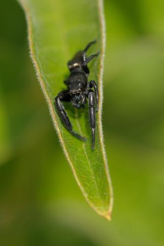 Mendoza canestrinii