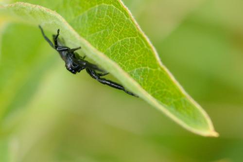 Mendoza canestrinii