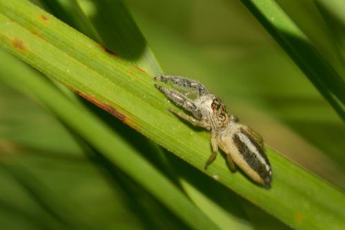 Mendoza canestrinii