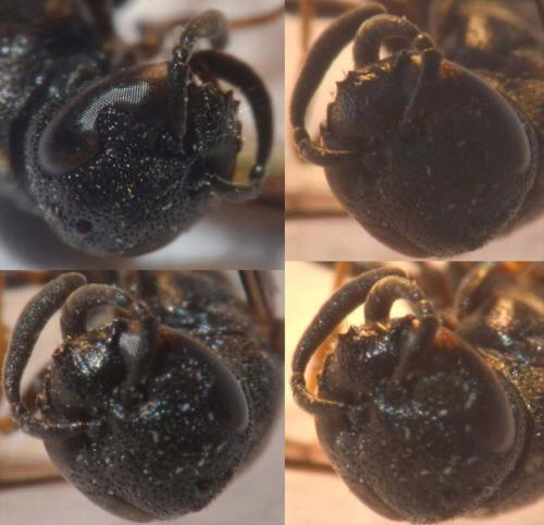 Microdynerus sp.