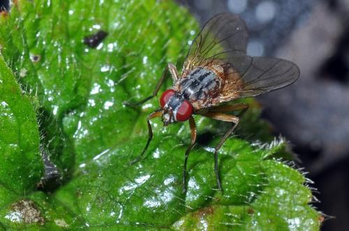Réf. 93 391 : Phaonia rufiventris