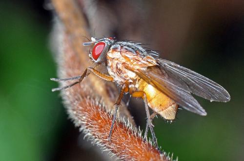 Réf. 93 392 : Phaonia rufiventris