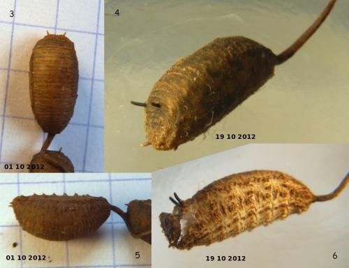 Myathropa florea