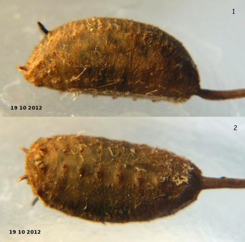 Myathropa florea
