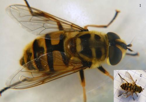 Réf. 93 445 : Myathropa florea