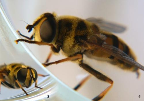 Myathropa florea