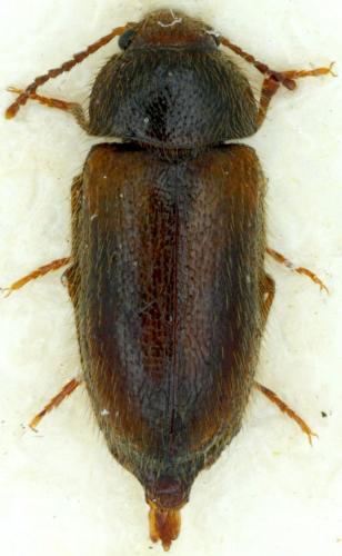 Réf. 93 763 : Stereophilus filicornis