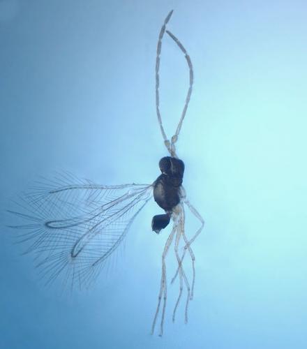 Camptoptera sp.