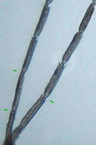 Camptoptera sp.