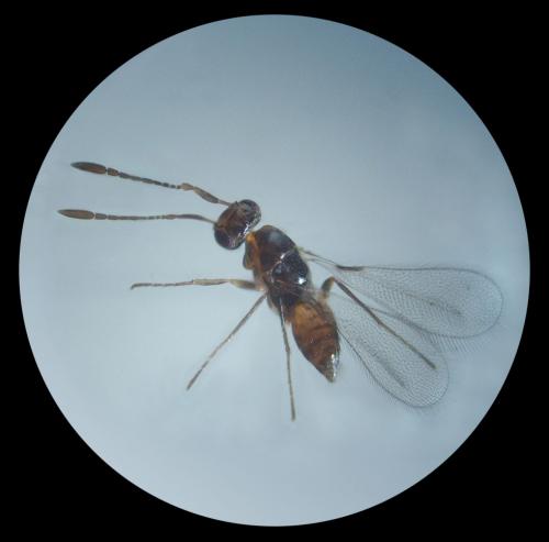 Gonatocerus sp.