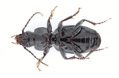 Pterostichus madidus