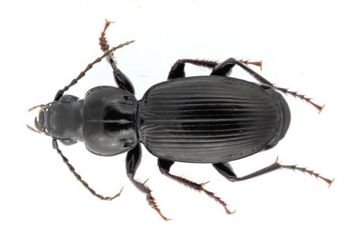 Pterostichus madidus