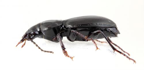 Pterostichus madidus