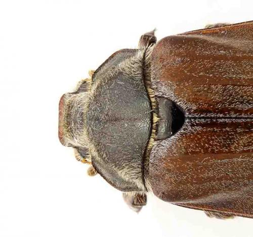 Melolontha melolontha