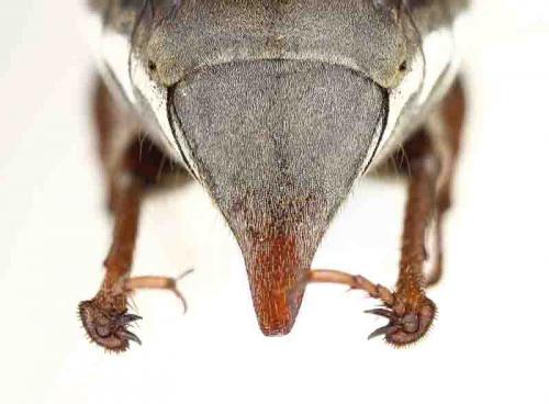 Melolontha melolontha