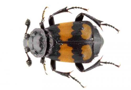 Réf. 93 840 : Nicrophorus vespilloides
