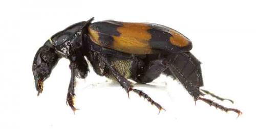 Nicrophorus vespilloides