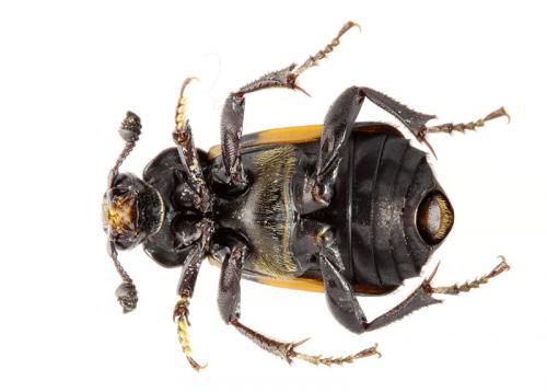 Nicrophorus vespilloides