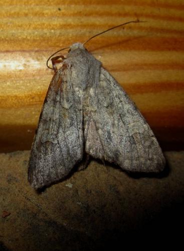 Ammoconia senex