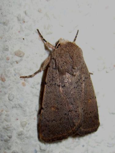 Caradrina aspersa