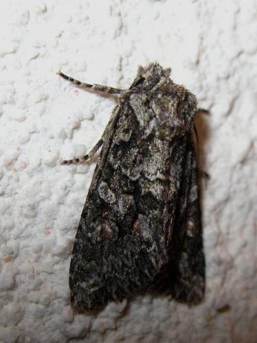 Réf. 93 678 : Dryobotodes eremita