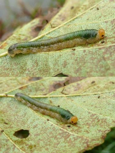 Réf. 93 017 : Tenthredininae inconnu