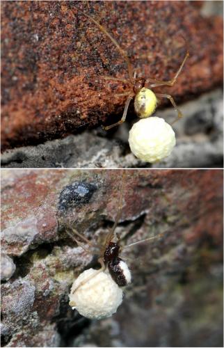Neottiura bimaculata