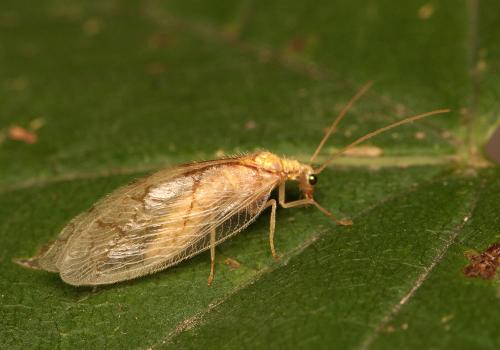 Micromus lanosus
