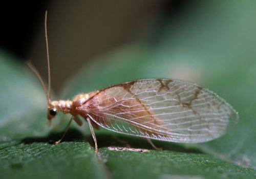 Micromus lanosus