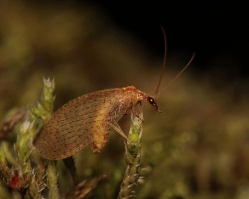 Réf. 93 288 : Hemerobius micans