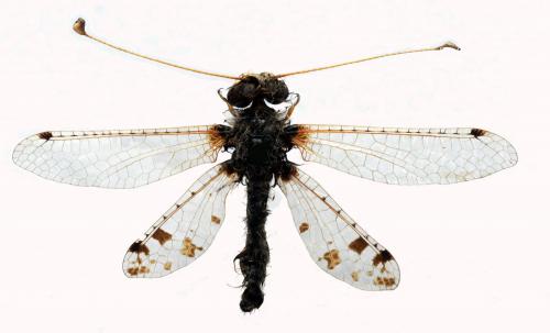 Réf. 93 023 : Puer maculatus