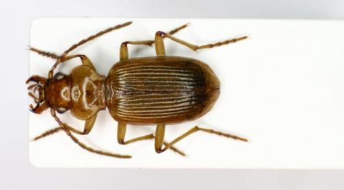 Réf. 93 383 : Nebria testacea