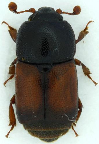 Urophorus rubripennis