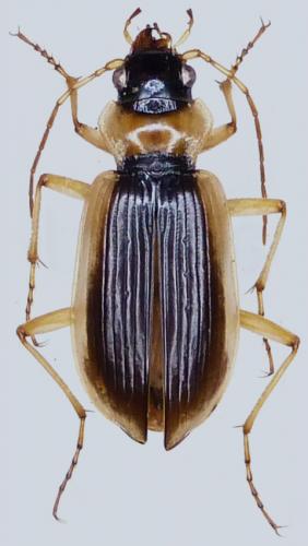 Réf. 93 926 : Nebria livida