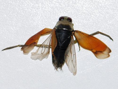 Notonecta meridionalis
