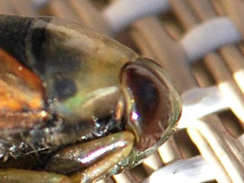 Notonecta meridionalis