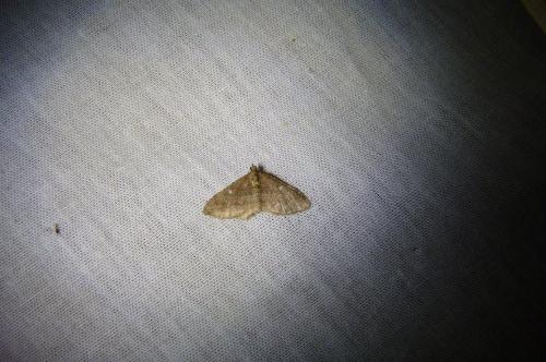 Réf. 93 473 : Nycterosea obstipata