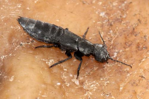 Ocypus sp.
