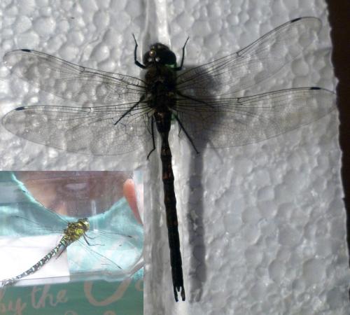 Aeshna cyanea