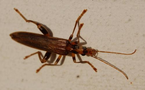 Réf. 93 423 : Oedemera femoralis