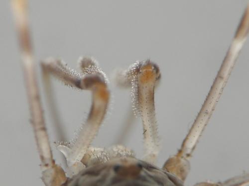 Dicranopalpus ramosus