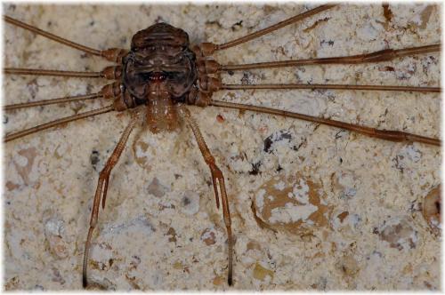 Dicranopalpus ramosus