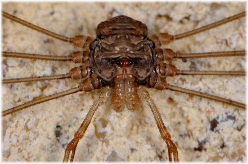 Réf. 93 720 : Dicranopalpus ramosus