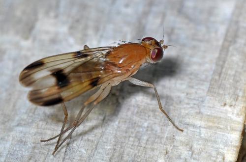 Clusia tigrina