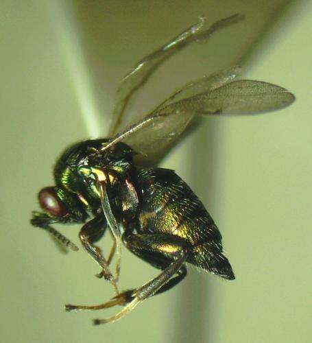 Ormyrus sp.