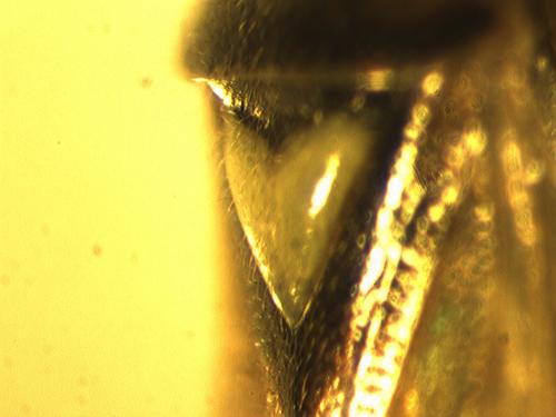 Orthops sp.