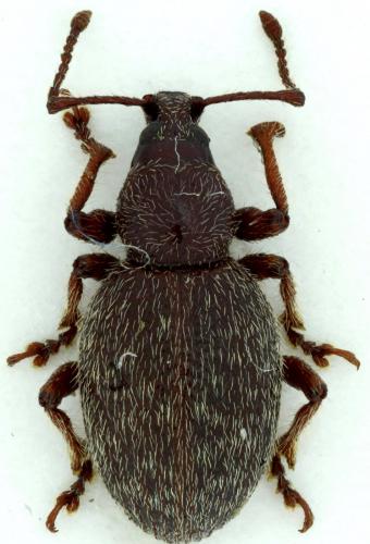Réf. 93 766 : Otiorhynchus juvencus