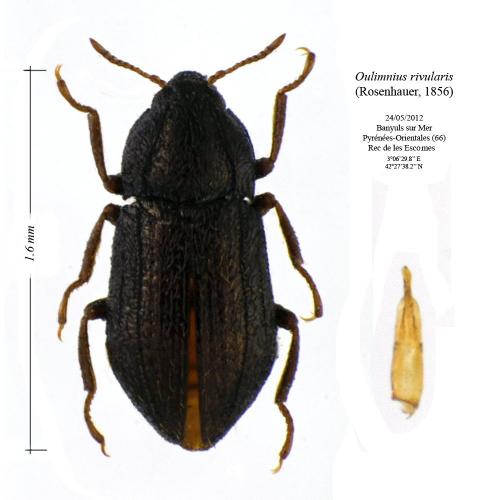 Oulimnius rivularis
